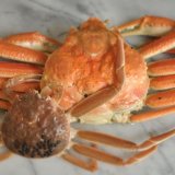 日本海の冬の味覚「松葉がに」「親がに」のご注文受付開始のお知らせ