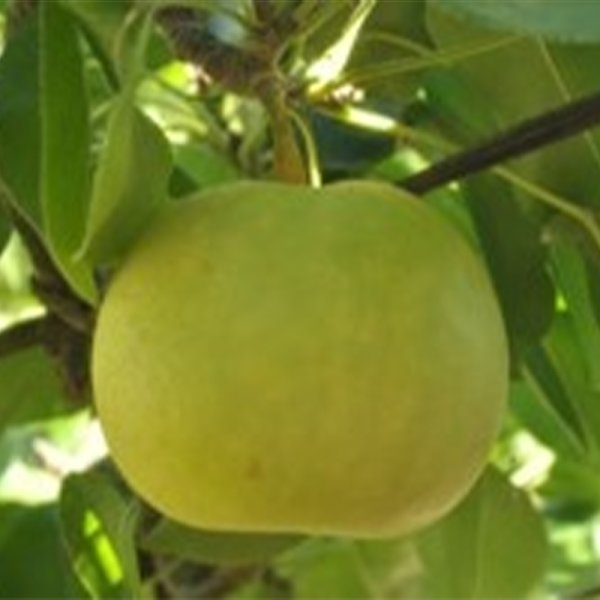 画像1: 鳥取県産 二十世紀梨 ［3kg］ (1)