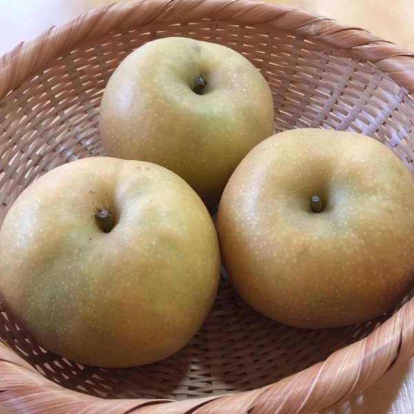 画像1: 鳥取県産  新甘泉［5kg］ (1)
