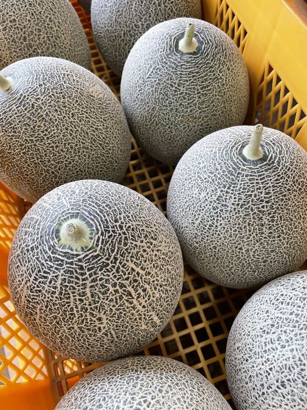鳥取県産「タカミメロン」販売開始のお知らせ