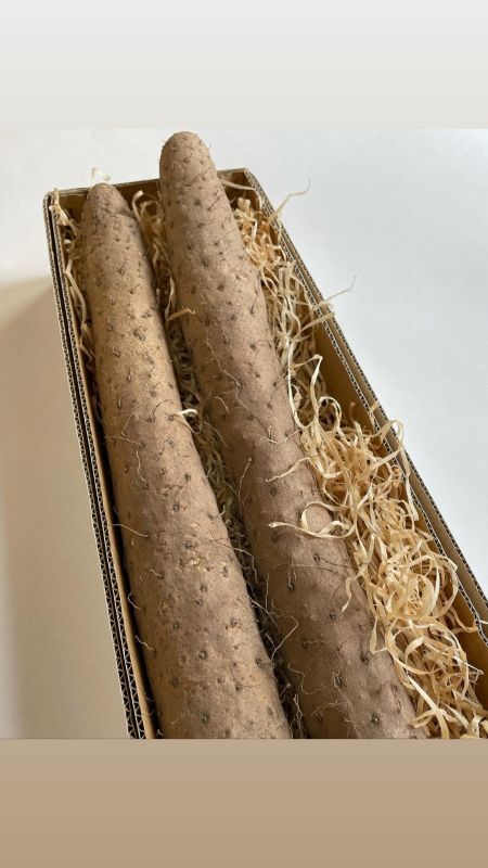 鳥取県産『砂丘長芋』の販売開始のお知らせ